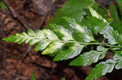 Asplenium lyallii