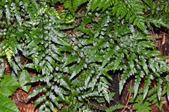Asplenium lyallii