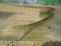 Hemiculter leucisculus