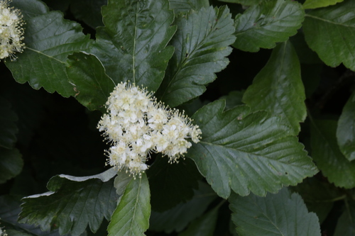 Image of Hedlundia mougeotii by no rights reserved