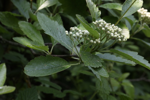 Image of Hedlundia mougeotii by no rights reserved