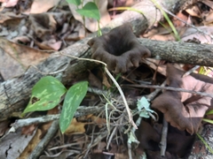 Craterellus fallax image