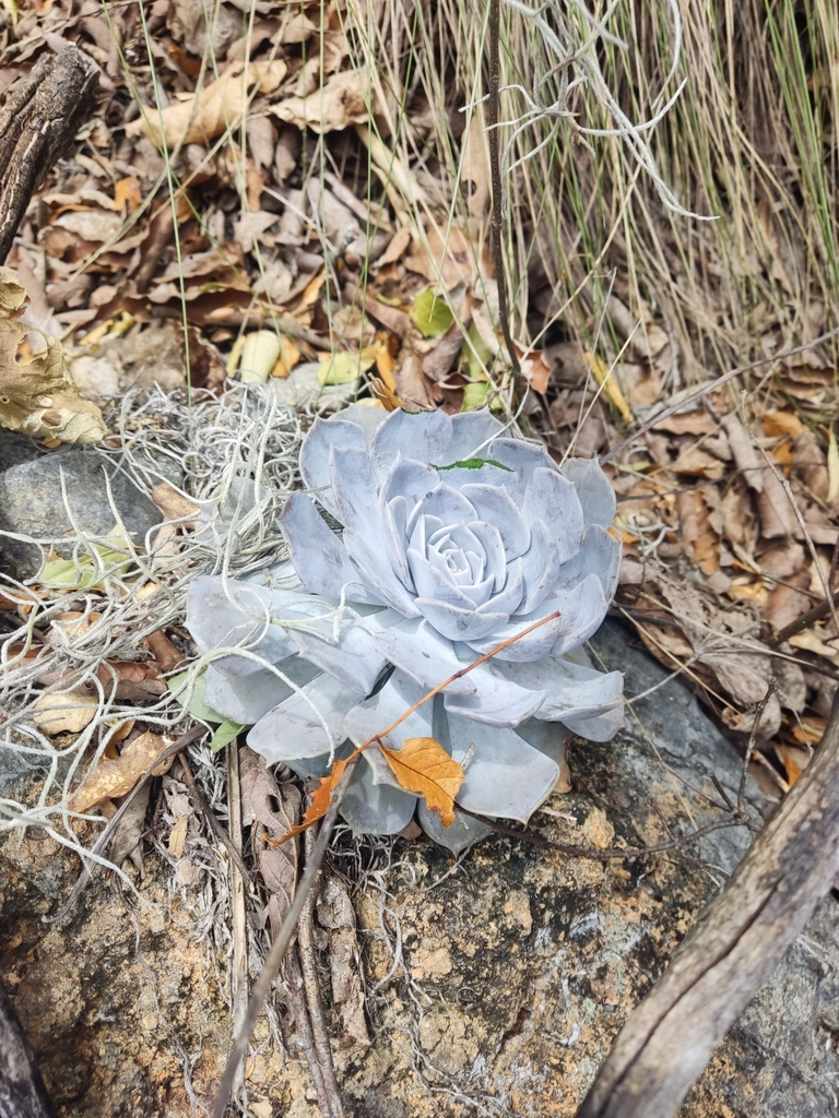 Echeveria lilacina Kimnach & Moran