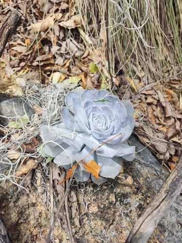 Echeveria lilacina (Echeveria lilacina)