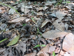 Craterellus fallax image