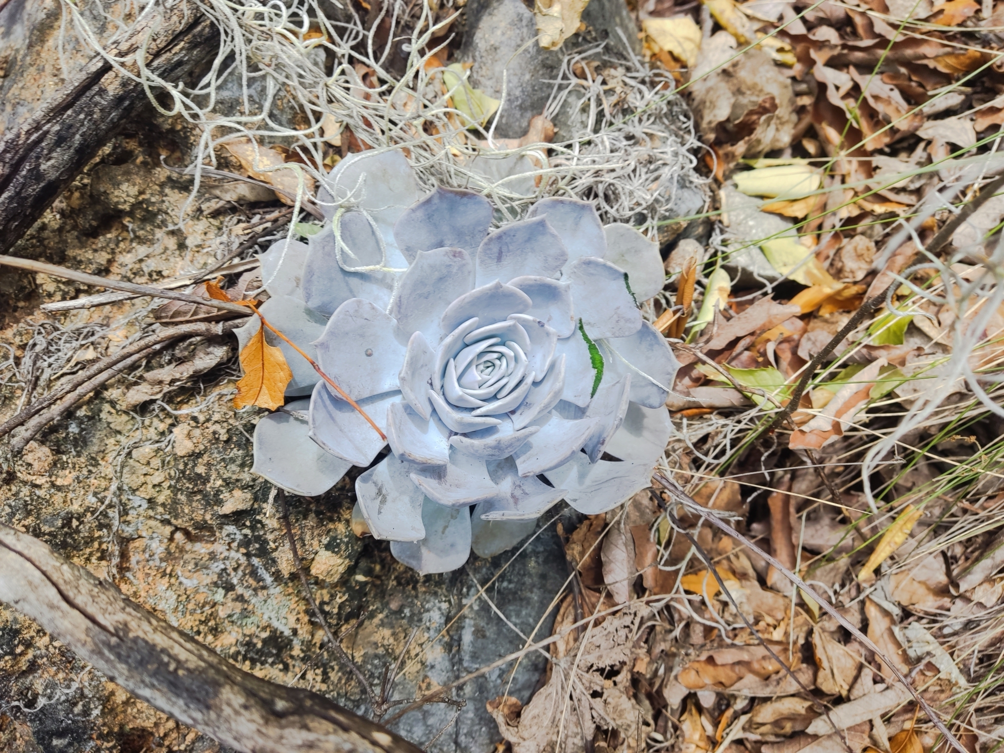 Imagem de Rosa-de-pedra