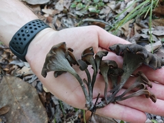 Craterellus fallax image