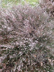 Calluna vulgaris
