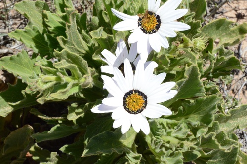 Diamond African Daisy (Arctotis decurrens)