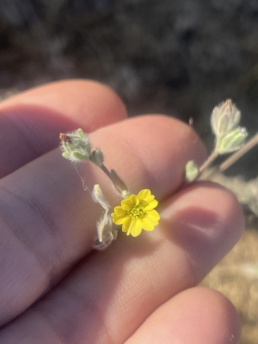 iNaturalist observation photo of common hareleaf