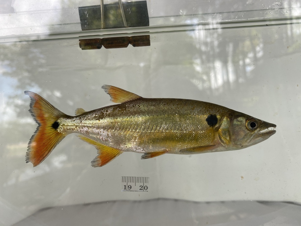 Highbody pike characin (Acestrorhynchus altus) — Acestrorhynchidae