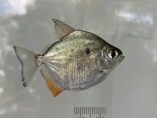 Spotted silver dollar (Metynnis lippincottianus) — Serrasalmidae — 2