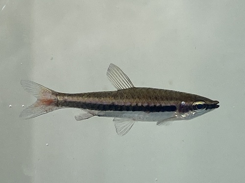 Anomalous pencilfish (Nannostomus beckfordi) — Lebiasinidae — 4