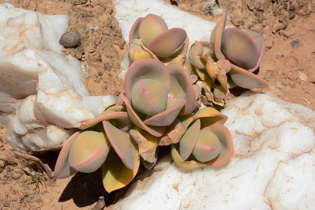 Mesembryanthemum sladenianum, Namakwa District Municipality, South Africa