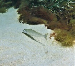 Sillaginodes punctatus