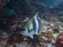 Scorpis georgiana