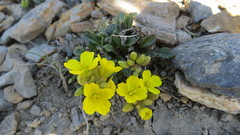 Brassica repanda