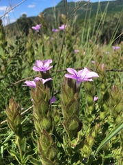 Barleria ovata