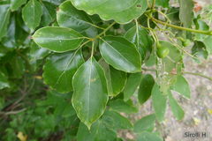 Cinnamomum glanduliferum