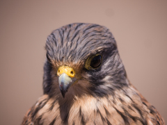 Falco tinnunculus canariensis