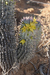 Ceropegia alstonii