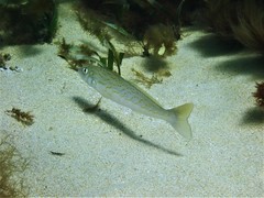 Sillaginodes punctatus