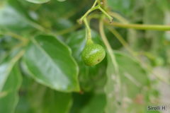Cinnamomum glanduliferum