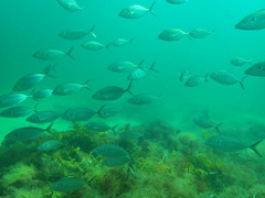 Pseudocaranx
