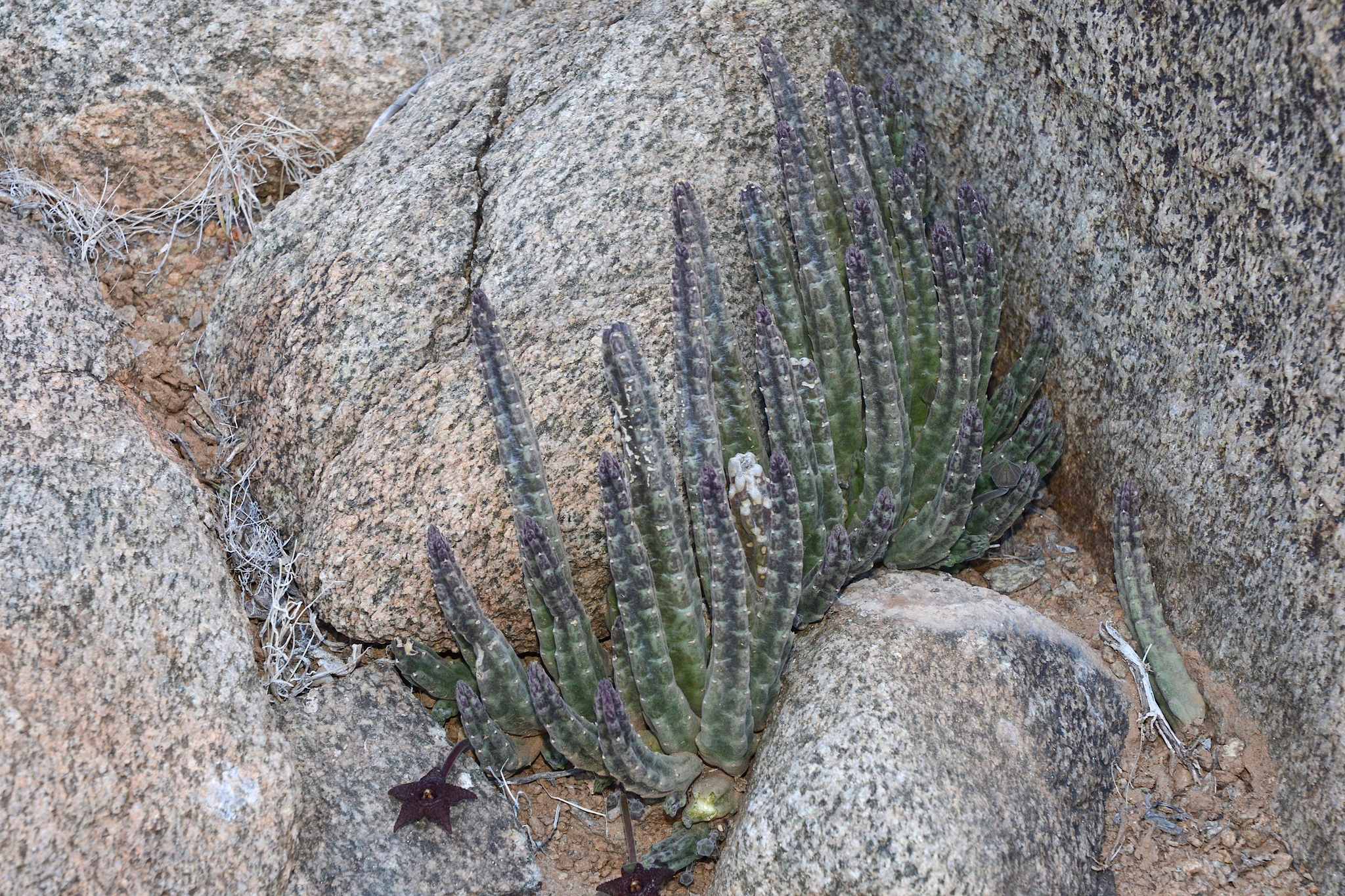 Stapelia juttae Dinter 3