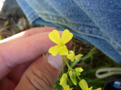 Bunias erucago