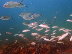 Pseudocaranx