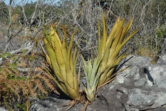 Aechmea phanerophlebia