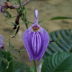 Brillantaisia owariensis