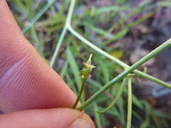 Bunias erucago