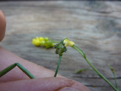 Bunias erucago