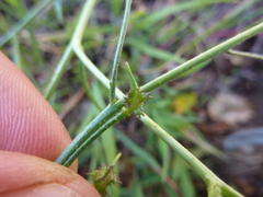 Bunias erucago