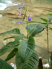 Brillantaisia owariensis
