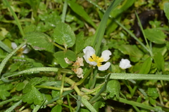 Ranunculus peltatus