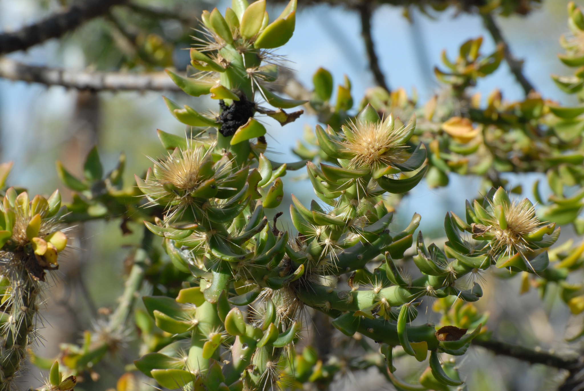 Quiabentia zehntneri