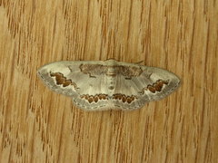 Dithalama cosmospila