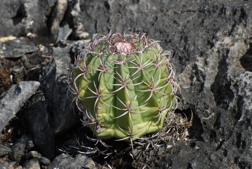 Melocactus levitestatus