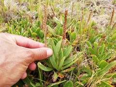 Plantago carnosa