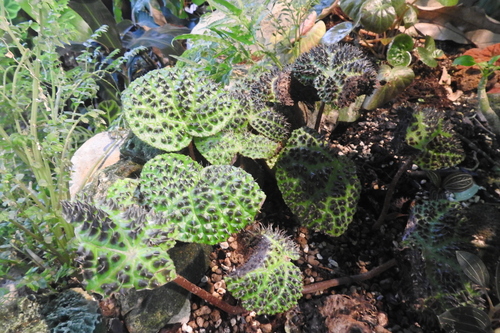 Toad wart Begonia (Begonia melanobullata)