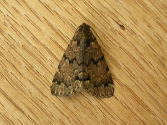 Mormoscopa phricozona