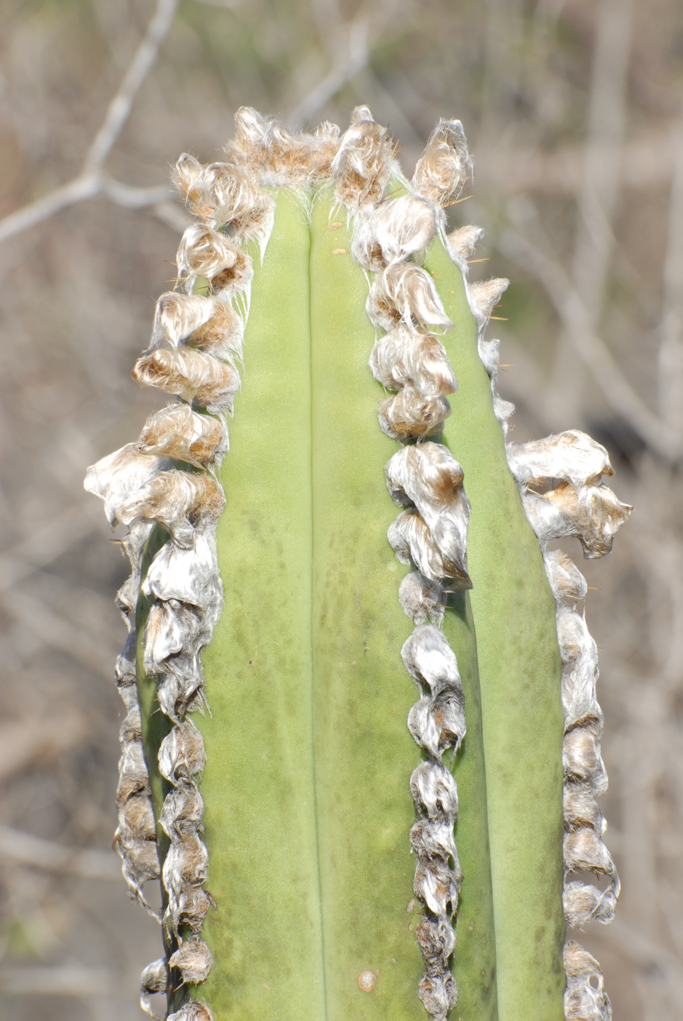 Pilosocereus floccosus