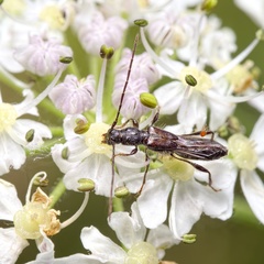 Molorchus umbellatarum