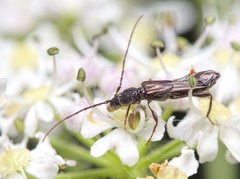 Molorchus umbellatarum