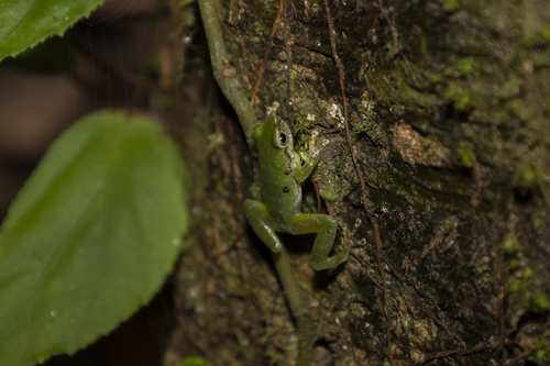Padial's Rain Frog, Pristimantis padiali