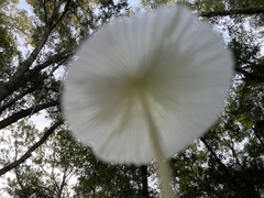 Leucocoprinus fragilissimus image