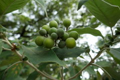 Solanum granulosoleprosum